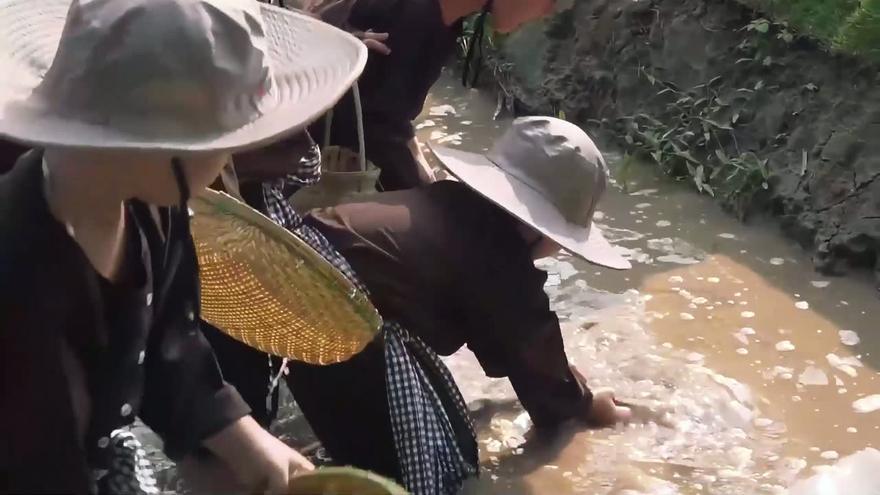 Tát mương bắt cá